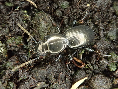 Oregus inaequalis