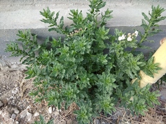 Tournefortia sibirica
