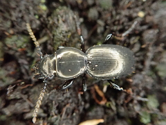 Oregus inaequalis