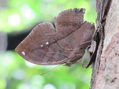 Kallima horsfieldii
