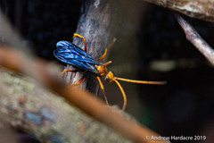Leptodialepis bipartitus