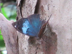 Kallima horsfieldii