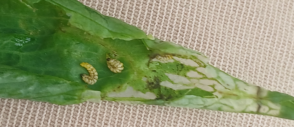 Cyanapion columbinum