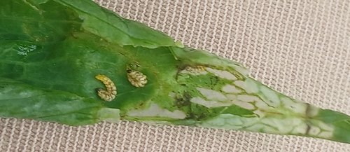 Cyanapion columbinum