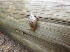 Bothriembryon brazieri