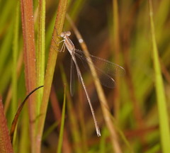 Lestes concinnus