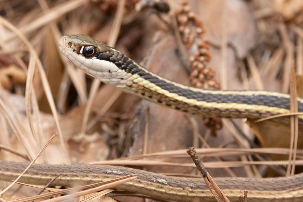 Eastern Ribbon Snake from Kitty Hawk Woods - Birch, Kitty Hawk, NC ...