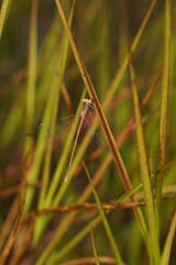 Lestes concinnus