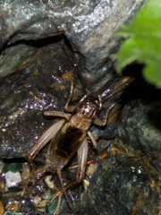 Pteronemobius lineolatus