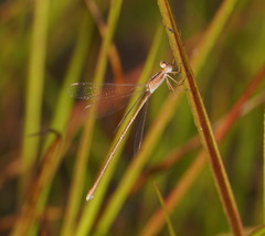 Lestes concinnus