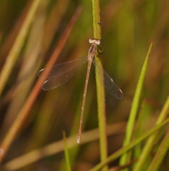 Lestes concinnus