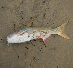 Cocosoda Catfish photo 2