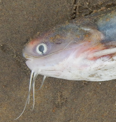 Cocosoda Catfish photo 1