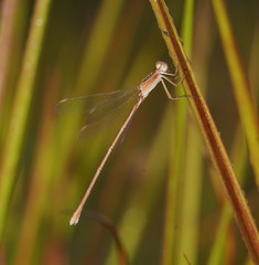 Lestes concinnus