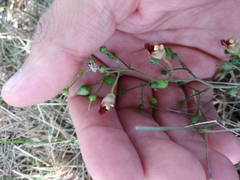 Scrophularia nodosa