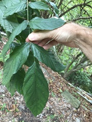 Polyscias guilfoylei