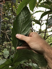 Polyscias guilfoylei