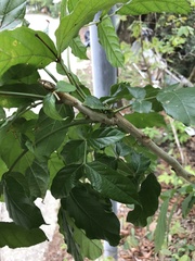 Polyscias guilfoylei