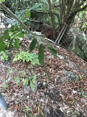 Polyscias guilfoylei