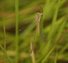 Lestes concinnus