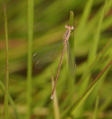 Lestes concinnus