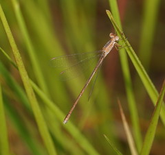 Lestes concinnus