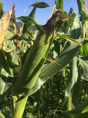 Zea mays mays