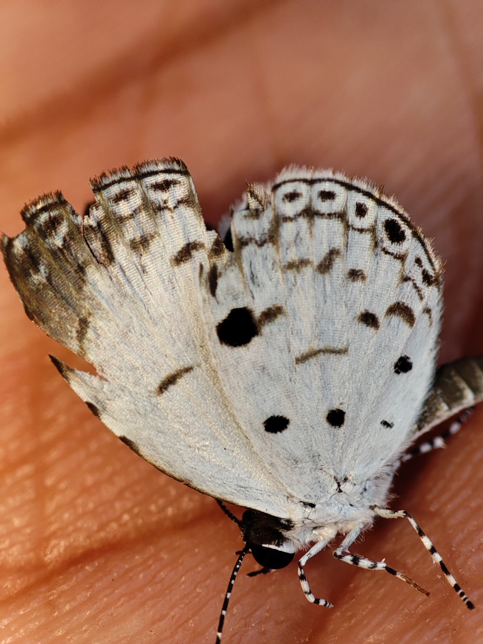 Common Quaker