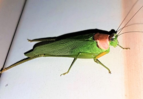Euceraia atrosignata