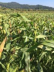 Zea mays mays