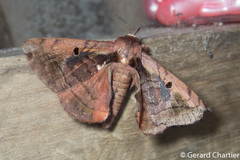 Prismosticta microprisma