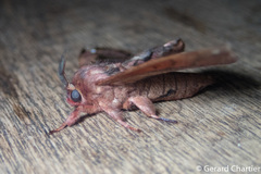 Prismosticta microprisma