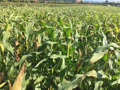 Zea mays mays