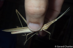 Truxalis siamensis