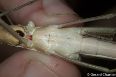 Truxalis siamensis