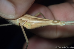 Truxalis siamensis