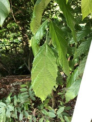 Polyscias guilfoylei