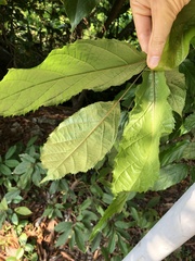 Polyscias guilfoylei