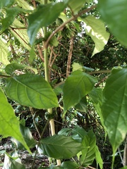 Polyscias guilfoylei