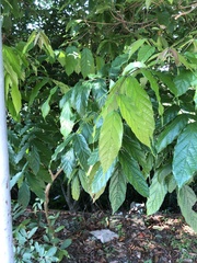 Polyscias guilfoylei