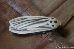 Tigrioides leucanioides