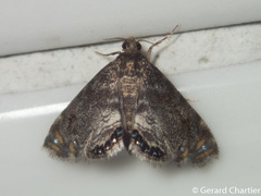 Paracataclysta fuscalis