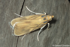 Tyspanodes linealis