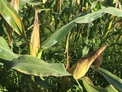Zea mays mays