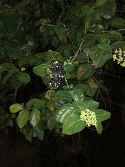 Premna serratifolia