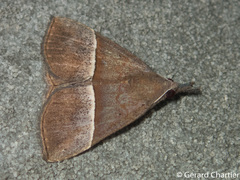 Hypena iconicalis