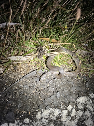 Tiger Snake sighting