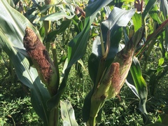 Zea mays mays