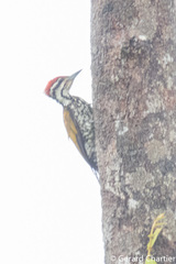 Dinopium javanense intermedium