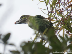 Psilopogon faiostrictus